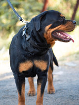 Premium Agitation Leather Dog Collar