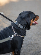 Premium Agitation Leather Dog Collar