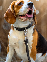 Classic Leather Dog Leash for Dogs