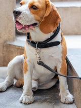 Classic Leather Dog Leash for Dogs