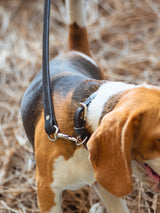 Classic Leather Dog Leash for Dogs