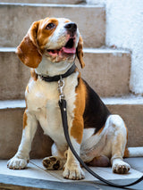 Classic Leather Dog Leash for Dogs