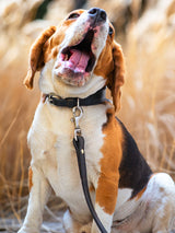 Classic Leather Dog Leash for Dogs